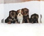Small Photo #2 Cavapoo Puppy For Sale in NARVON, PA, USA