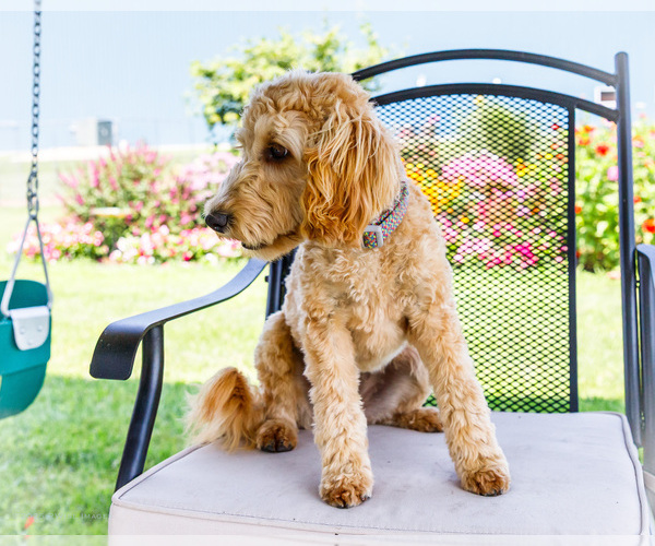 Medium Photo #5 Goldendoodle-Poodle (Miniature) Mix Puppy For Sale in WAKARUSA, IN, USA