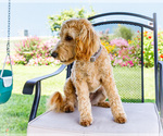 Small #4 Goldendoodle-Poodle (Miniature) Mix