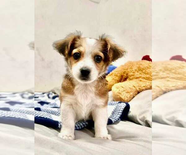 Medium Photo #2 Papshund Puppy For Sale in San Diego, CA, USA