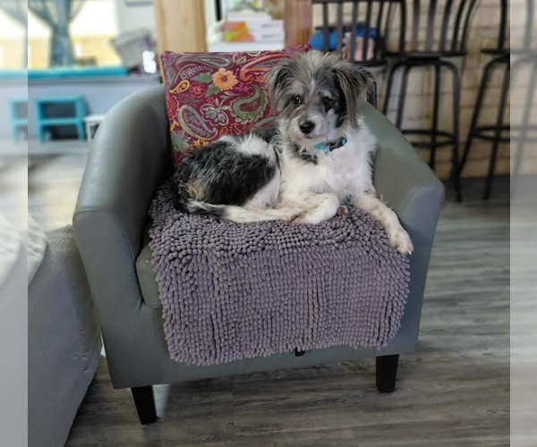 Medium Photo #2 Mutt Puppy For Sale in Cranston, RI, USA