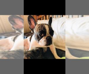 French Bulldog Puppy for sale in BATTLE MOUNTAIN, NV, USA