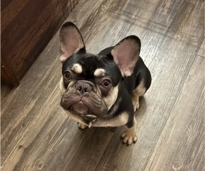 Father of the French Bulldog puppies born on 02/12/2026