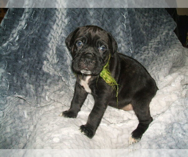Medium Photo #1 Cane Corso Puppy For Sale in SEABECK, WA, USA