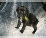 Small Photo #1 Cane Corso Puppy For Sale in SEABECK, WA, USA