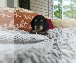 Bloodhound Puppy for sale in JASPER, GA, USA