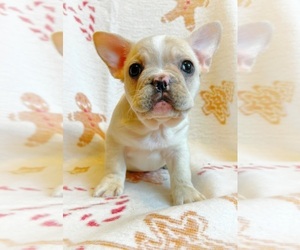 French Bulldog Puppy for Sale in JOHNSTON, Rhode Island USA