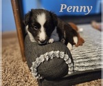 Puppy Penny Shetland Sheepdog