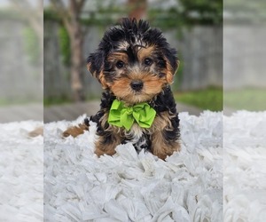 Yorkshire Terrier Puppy for sale in INDIANAPOLIS, IN, USA