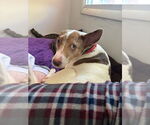 Small Photo #9 American Pit Bull Terrier-Unknown Mix Puppy For Sale in Oakhurst, NJ, USA