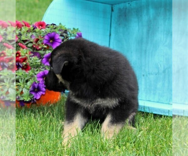 Medium Photo #3 German Shepherd Dog Puppy For Sale in PEACH BOTTOM, PA, USA