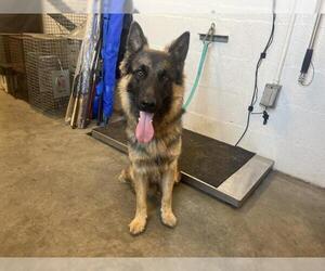 German Shepherd Dog Dogs for adoption in Corona, CA, USA