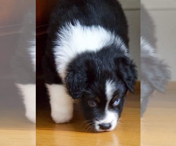 Medium Photo #6 Australian Shepherd Puppy For Sale in GREER, SC, USA