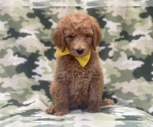 Medium Goldendoodle-Poodle (Standard) Mix