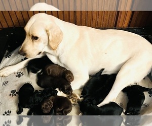 Mother of the Labrador Retriever puppies born on 06/29/2024
