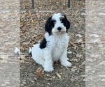 Templeton - Male Bernedoodle (Miniature) Puppy for Sale - Photo #12