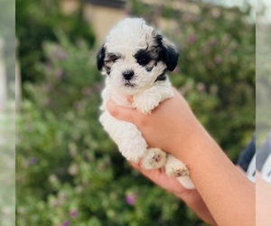 Maltipoo Puppy for sale in COOLIDGE, AZ, USA