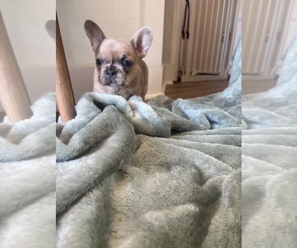 Medium Photo #10 French Bulldog Puppy For Sale in VIRGINIA BEACH, VA, USA