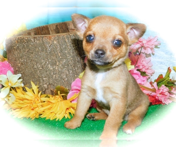 Medium Photo #3 Chihuahua-Pom Terrier Mix Puppy For Sale in HAMMOND, IN, USA