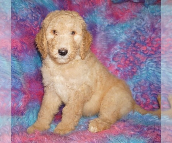 Medium Photo #1 Labradoodle Puppy For Sale in LA HABRA, CA, USA