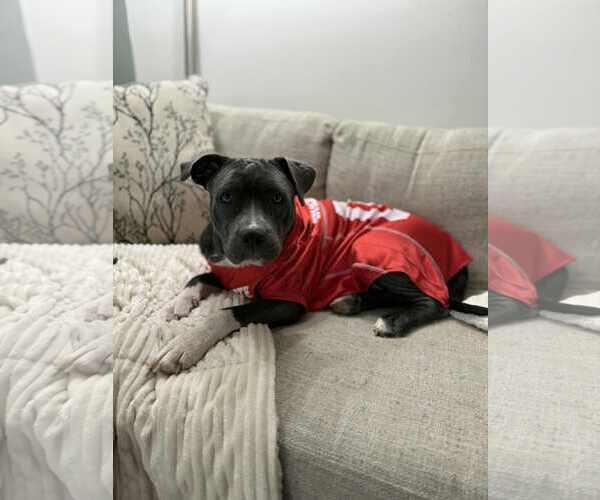 Medium Photo #5 Staffordshire Bull Terrier-Unknown Mix Puppy For Sale in Germantown, OH, USA