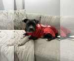 Small Photo #5 Staffordshire Bull Terrier-Unknown Mix Puppy For Sale in Germantown, OH, USA