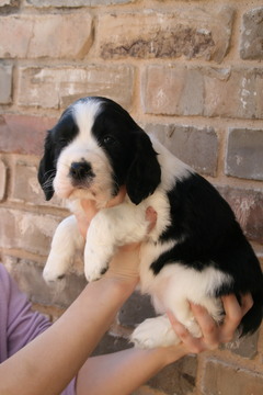 Medium Photo #1 English Springer Spaniel Puppy For Sale in ROANOKE, TX, USA