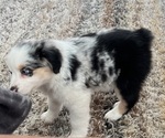 Small Photo #3 Miniature Australian Shepherd Puppy For Sale in ODESSA, TX, USA