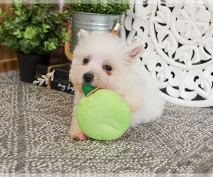 West Highland White Terrier Puppy for sale in SYRACUSE, IN, USA