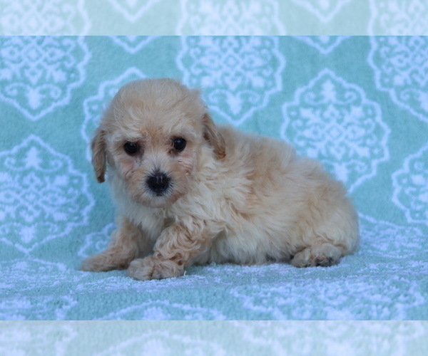 Medium Photo #4 Bichpoo Puppy For Sale in SHILOH, OH, USA