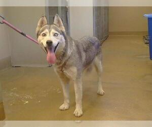 Siberian Husky-Unknown Mix Dogs for adoption in Sacramento, CA, USA