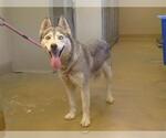 Small Siberian Husky Mix