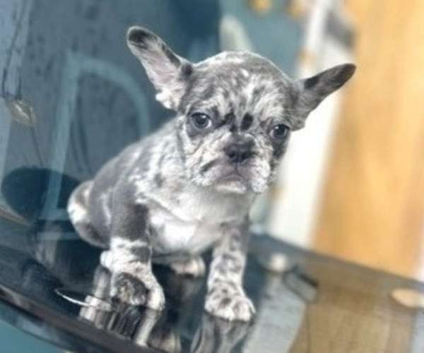 Medium Photo #1 French Bulldog Puppy For Sale in HENDERSON, NV, USA