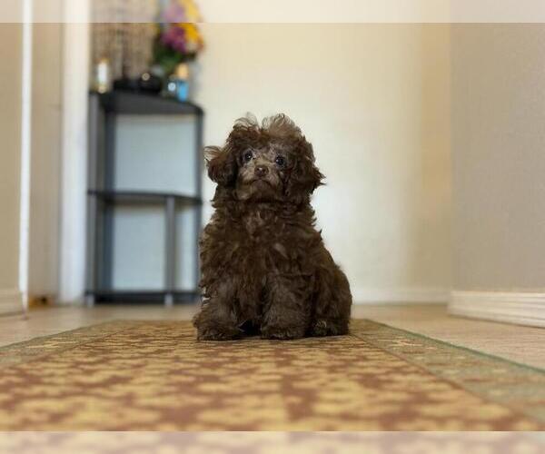Medium Photo #7 Poodle (Toy) Puppy For Sale in TUCSON, AZ, USA
