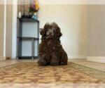 Small #6 Poodle (Toy)