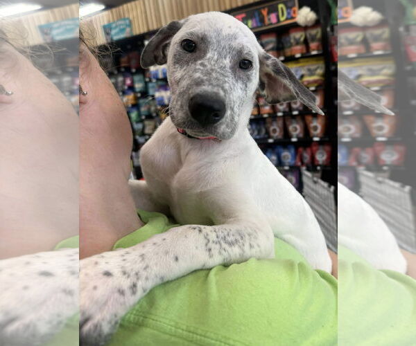 Medium Photo #2 Labrador Retriever-Unknown Mix Puppy For Sale in Munford, TN, USA