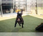 Small #1 American Pit Bull Terrier Mix