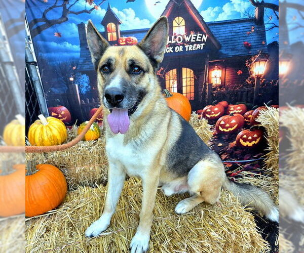 Medium Photo #1 German Shepherd Dog Puppy For Sale in Long Beach, CA, USA