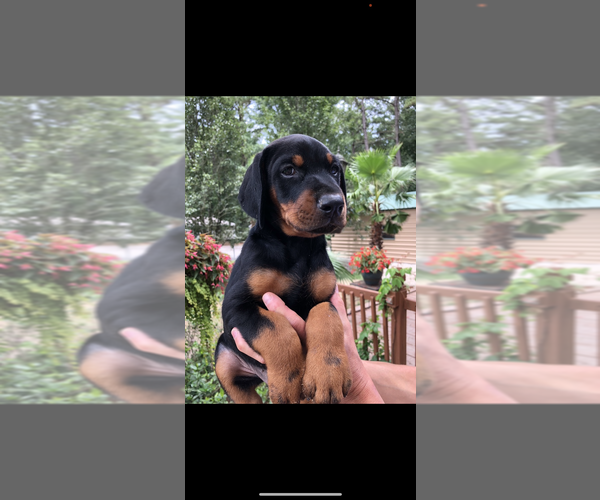 Medium Photo #7 Doberman Pinscher Puppy For Sale in LIVINGSTON, LA, USA