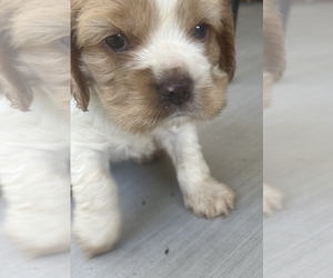 Cocker Spaniel Puppy for sale in TRINITY, NC, USA
