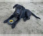 Small #2 Labrador Retriever Mix