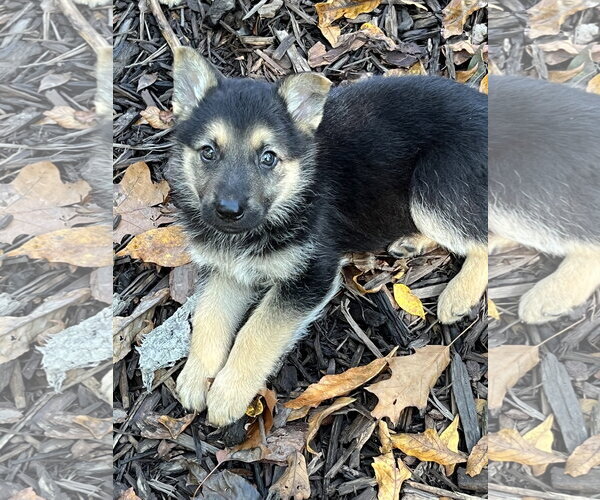 Medium Photo #2 German Shepherd Dog Puppy For Sale in Centreville, VA, USA