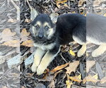 Small Photo #2 German Shepherd Dog Puppy For Sale in Centreville, VA, USA