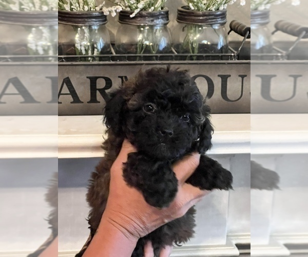 Medium Photo #4 ShihPoo Puppy For Sale in SUMMERDALE, AL, USA