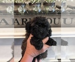 Small Photo #4 ShihPoo Puppy For Sale in SUMMERDALE, AL, USA