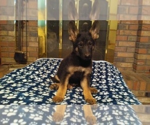 German Shepherd Dog Puppy for sale in LOGAN, OH, USA