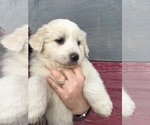 Small Photo #6 Great Pyrenees Puppy For Sale in EL DORADO, KS, USA