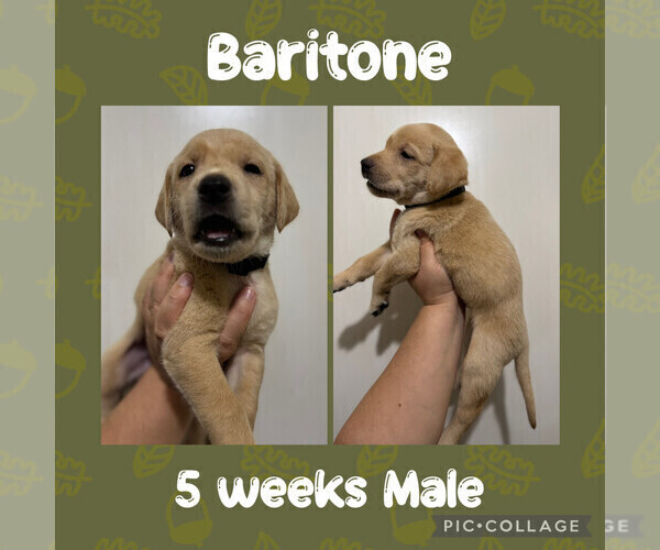 Medium Photo #1 Labrador Retriever Puppy For Sale in ASHEBORO, NC, USA