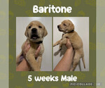 Puppy Baritone Labrador Retriever