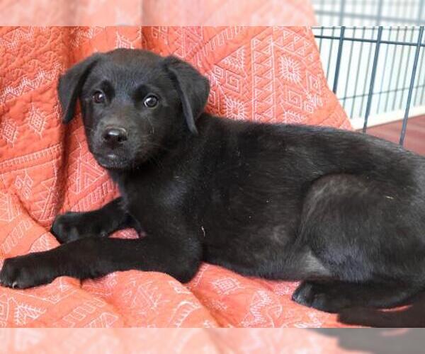 Medium Photo #1 German Shepherd Dog-Unknown Mix Puppy For Sale in Thief River Falls, MN, USA
